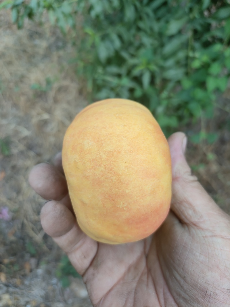 中油蟠味帝