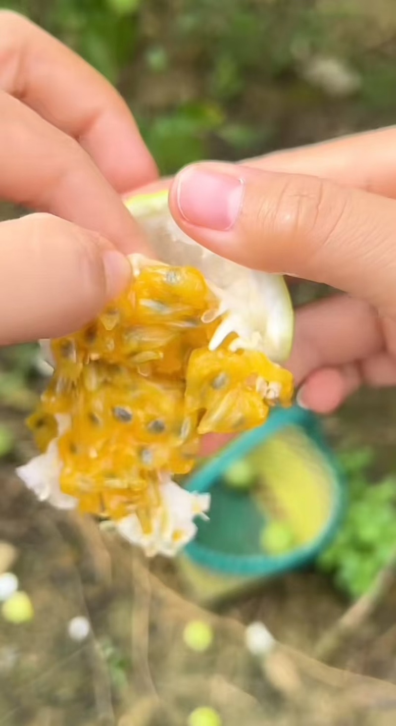 钦密9号黄金百香果