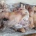【猪头肉】熟猪头纯干货，带核桃肉，猪脸肉，纯干熟猪头