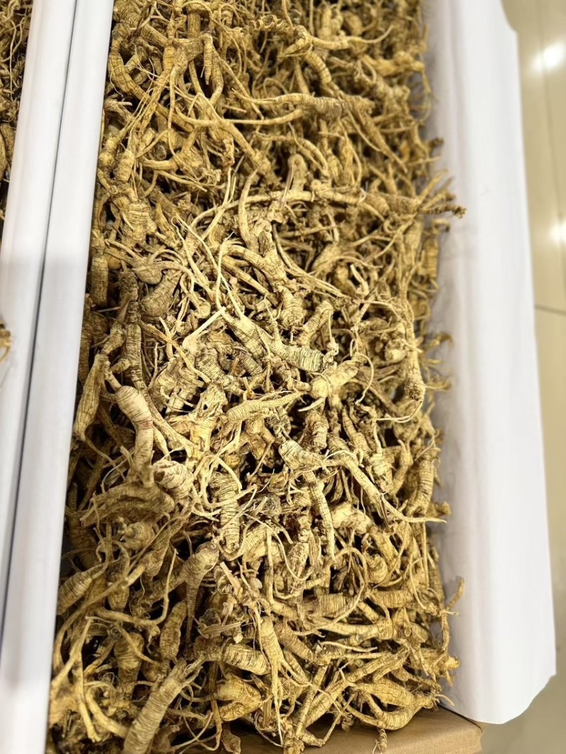 东北林下参