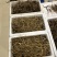 东北林下参