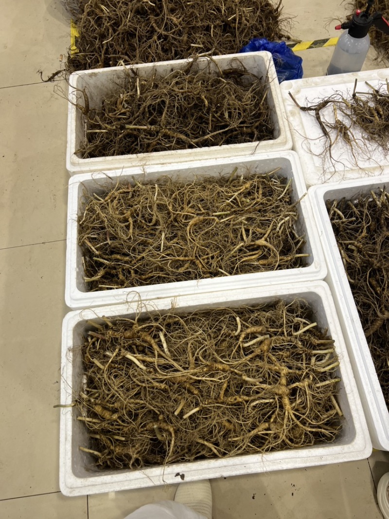 东北林下参