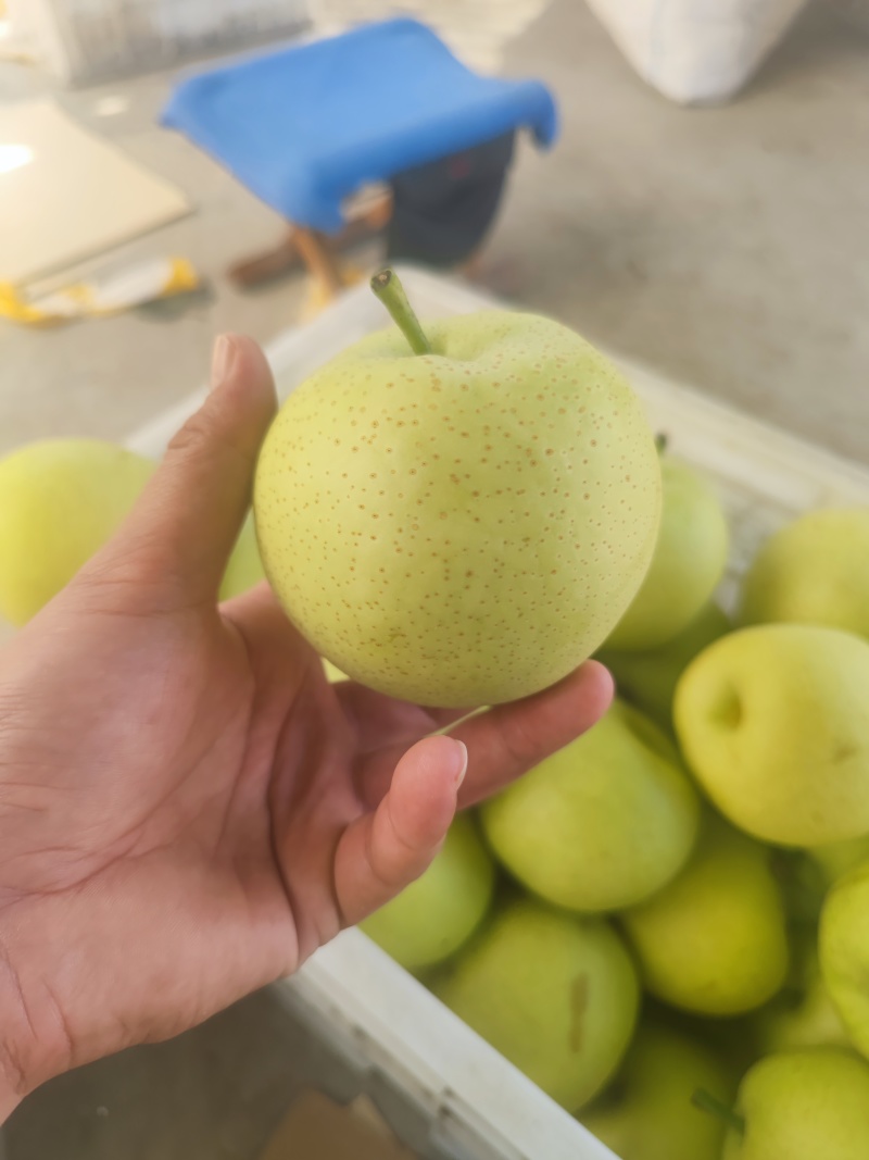 精品皇冠梨
