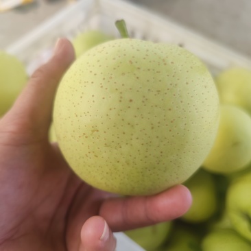 精品皇冠梨