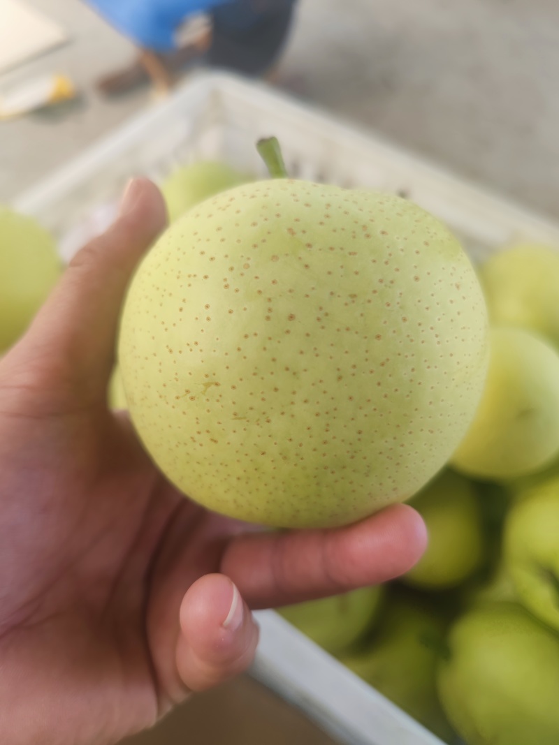 精品皇冠梨