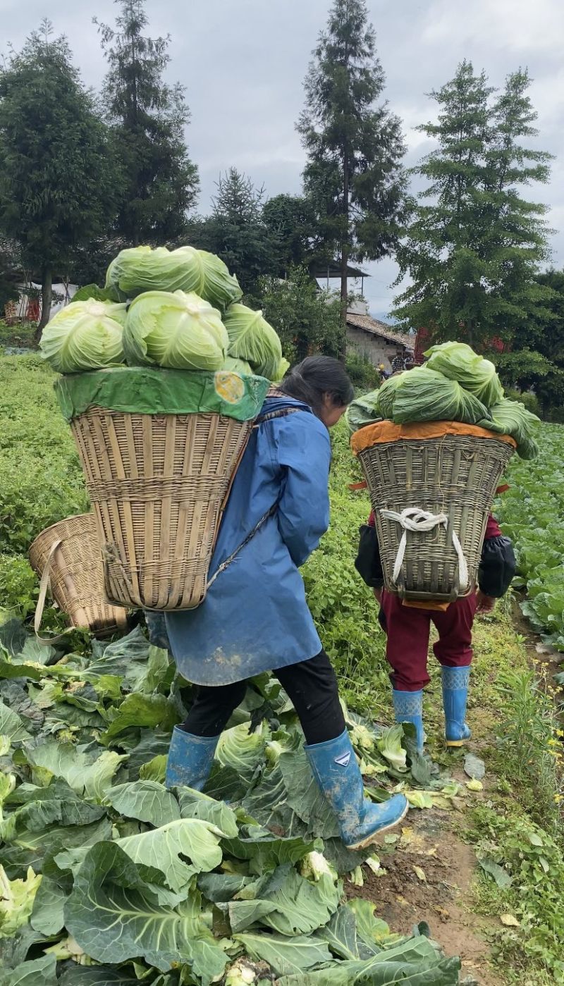 高山包菜、莲花白、量大长期有货、欢迎新老顾客光临！