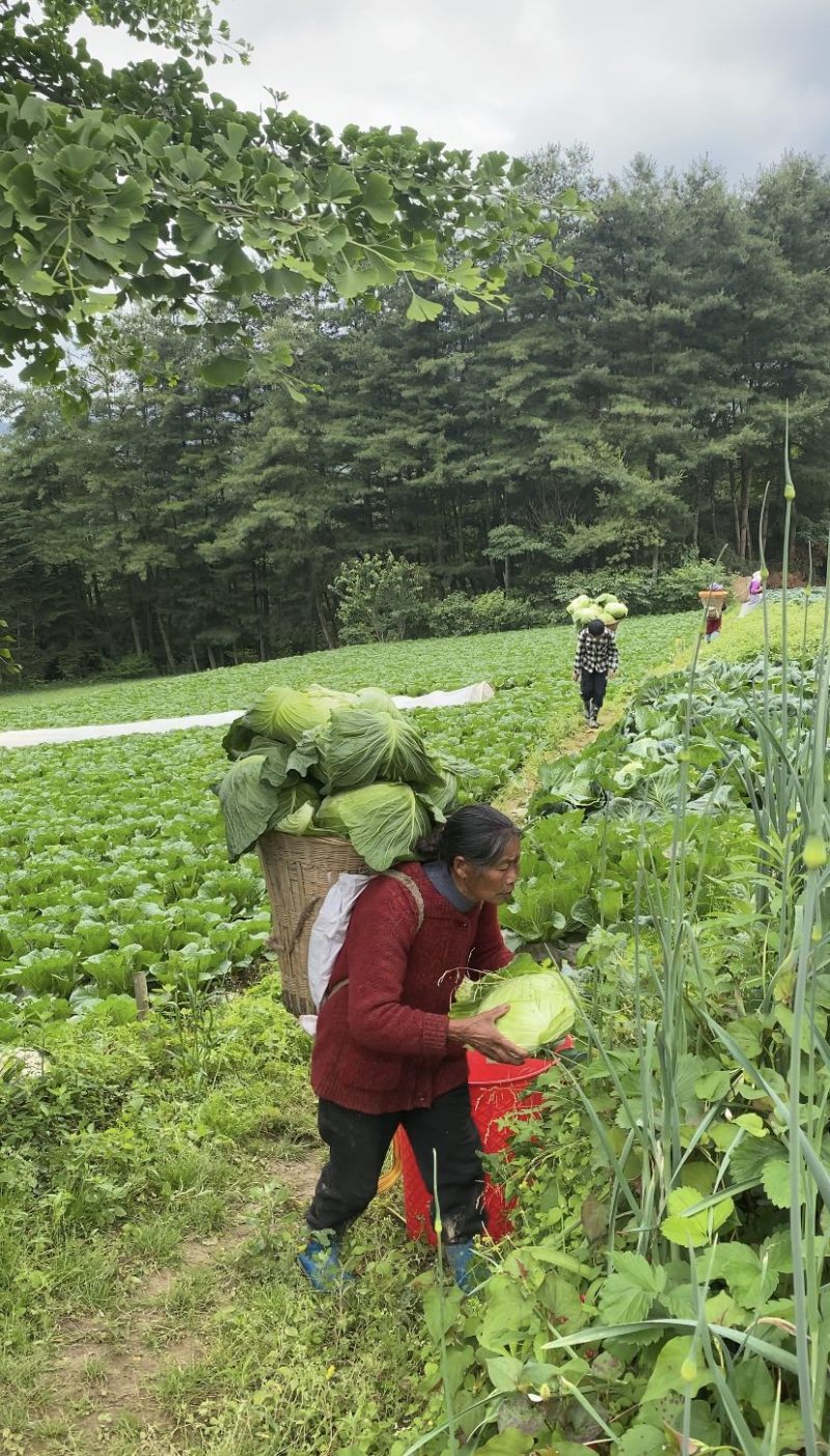 高山包菜、莲花白、量大长期有货、欢迎新老顾客光临！