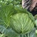 高山包菜、莲花白、量大长期有货、欢迎新老顾客光临！