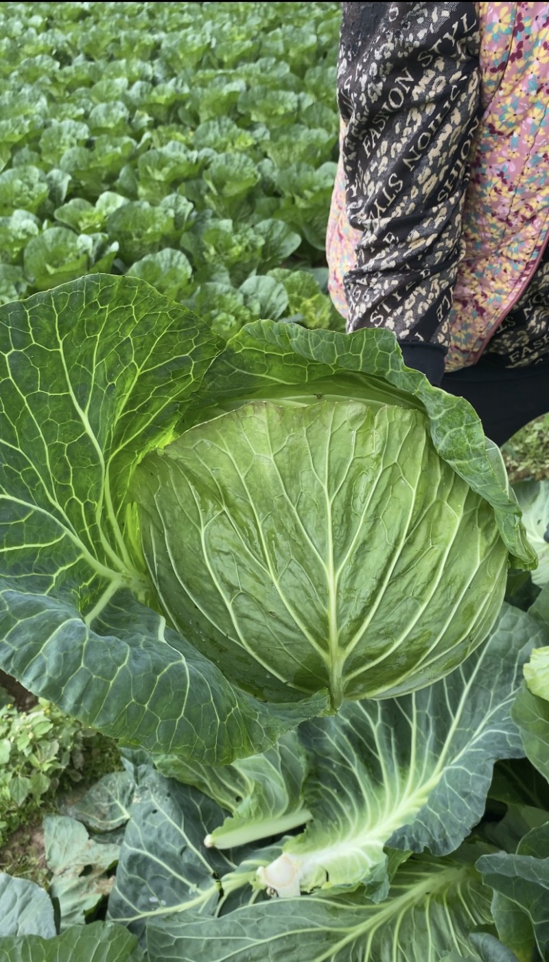 高山包菜、莲花白、量大长期有货、欢迎新老顾客光临！