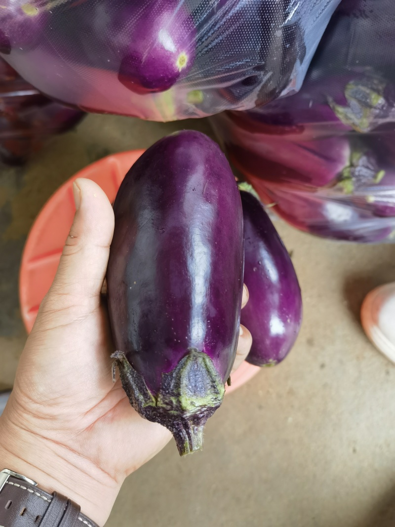圆茄子紫圆茄大量上市保质保量可供各大市场商超