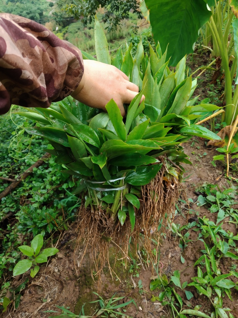 宜宾高县文江镇黄泥村香砂仁苗