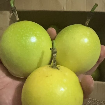钦蜜9号黄金百香果