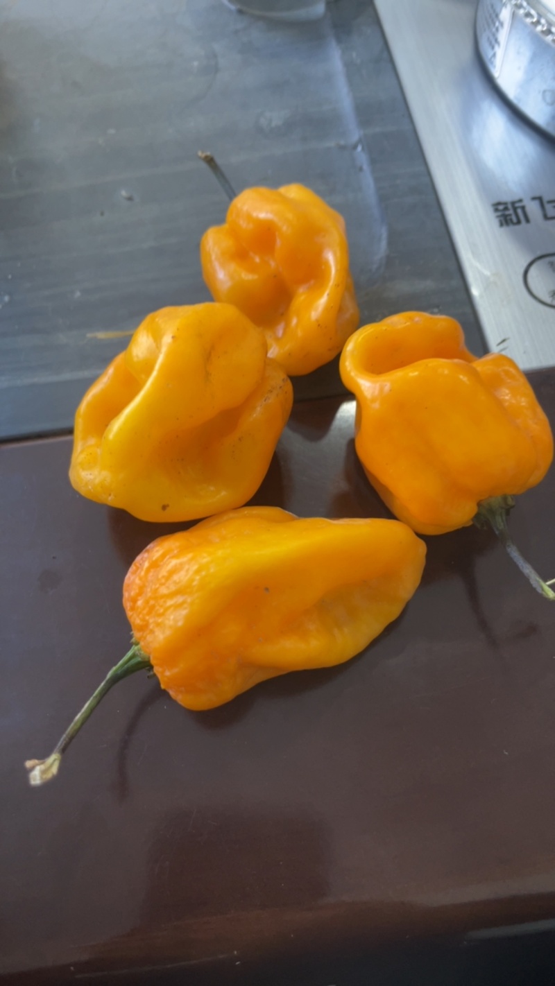 黄灯笼辣椒