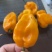 黄灯笼辣椒