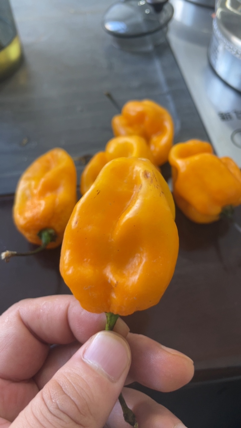 黄灯笼辣椒