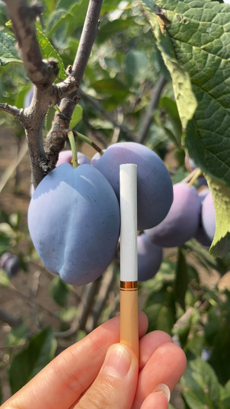 自产蓝蜜西梅，电:***********订购