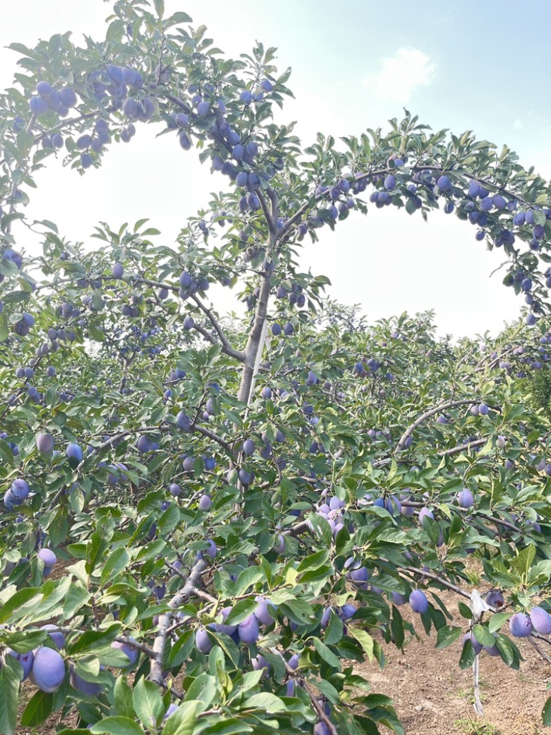 自产蓝蜜西梅，电:***********订购