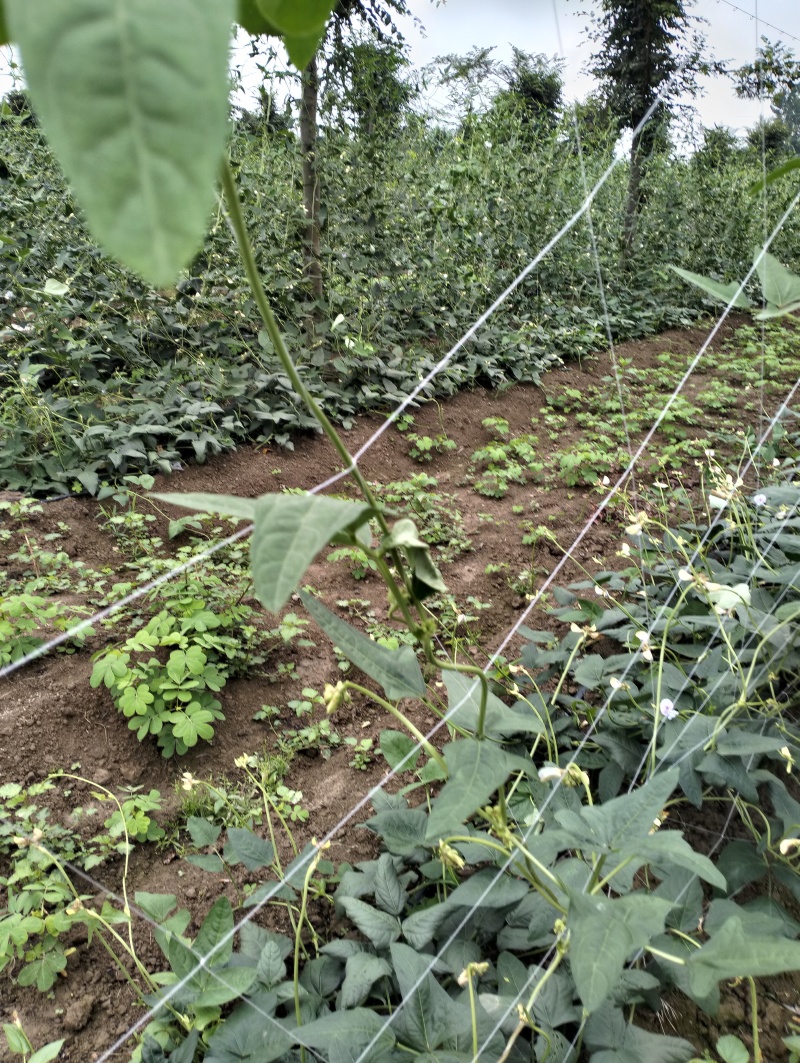 百亩豆角基地产品大量上市，支持各种包装，地头一手货源。