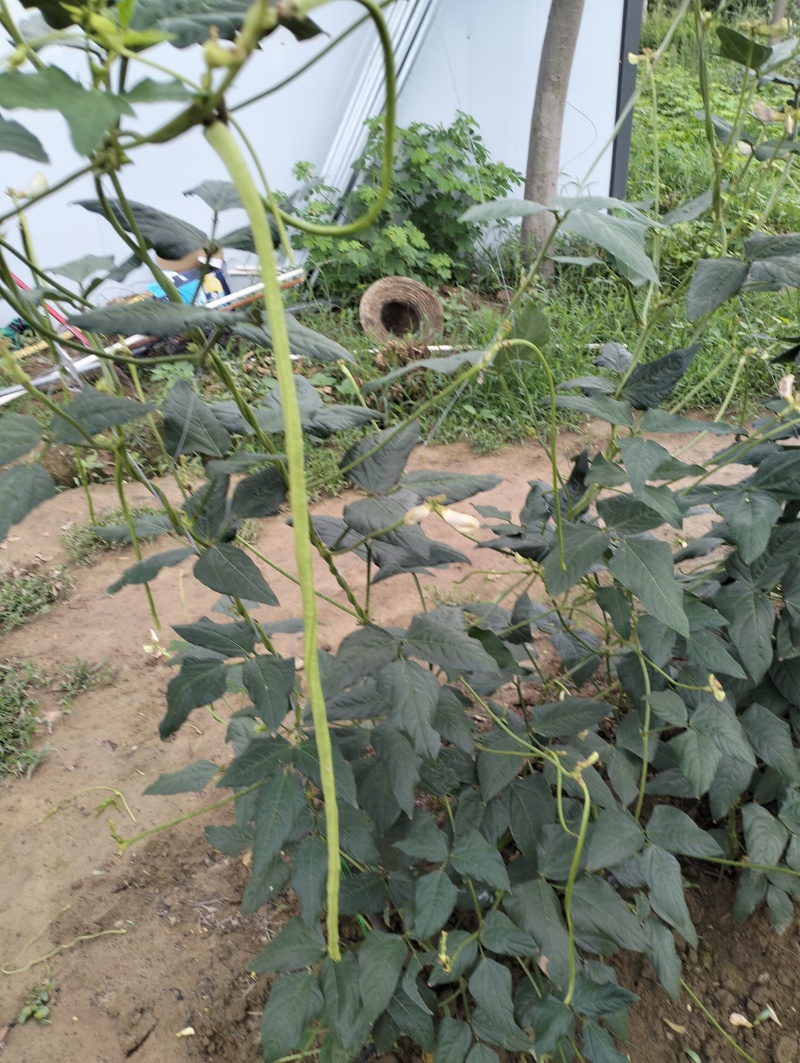百亩豆角基地产品大量上市，支持各种包装，地头一手货源。