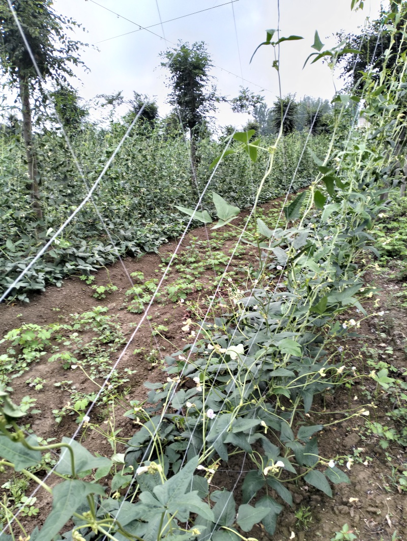 百亩豆角基地产品大量上市，支持各种包装，地头一手货源。