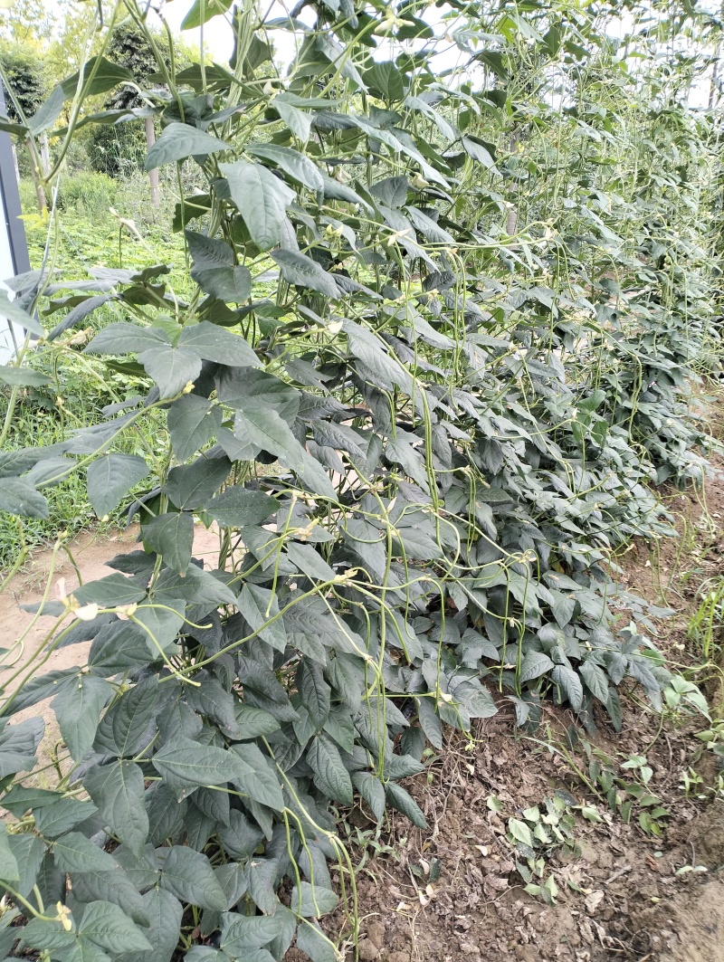 百亩豆角基地产品大量上市，支持各种包装，地头一手货源。