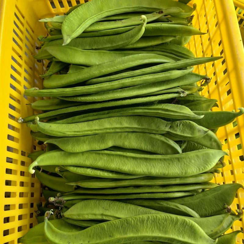 新鲜刀豆，整批发货