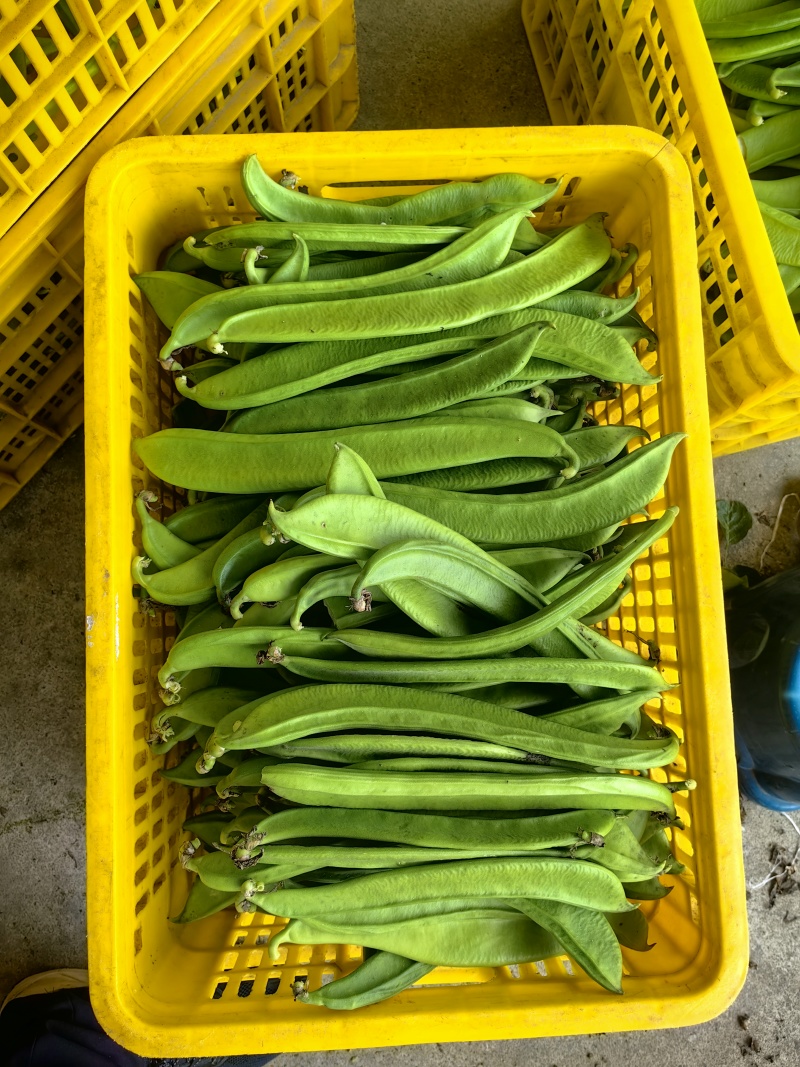 新鲜刀豆，整批发货