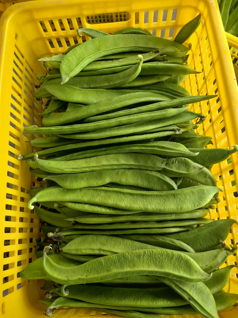 新鲜刀豆，整批发货