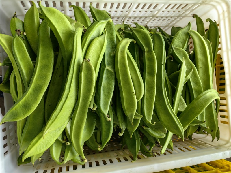 新鲜刀豆，整批发货