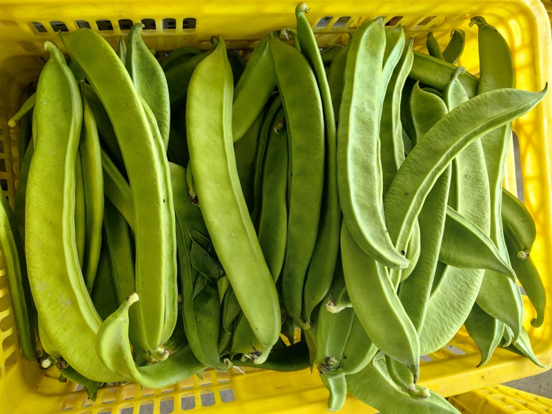 新鲜刀豆，整批发货