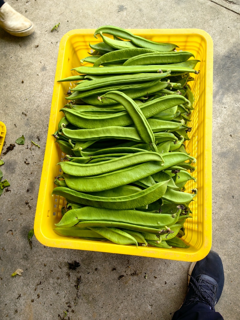 新鲜刀豆，整批发货
