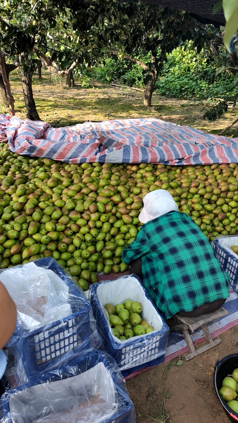 红香酥梨产地直发，大量现货供应。一手货源