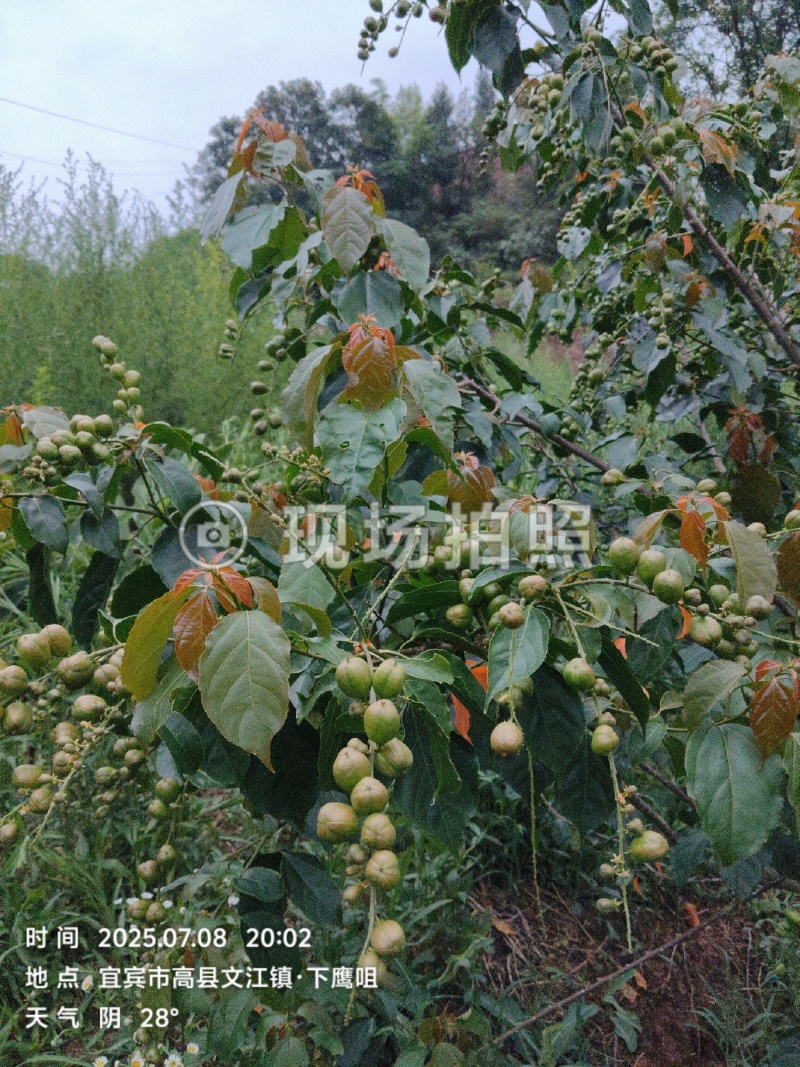 良种巴豆苗