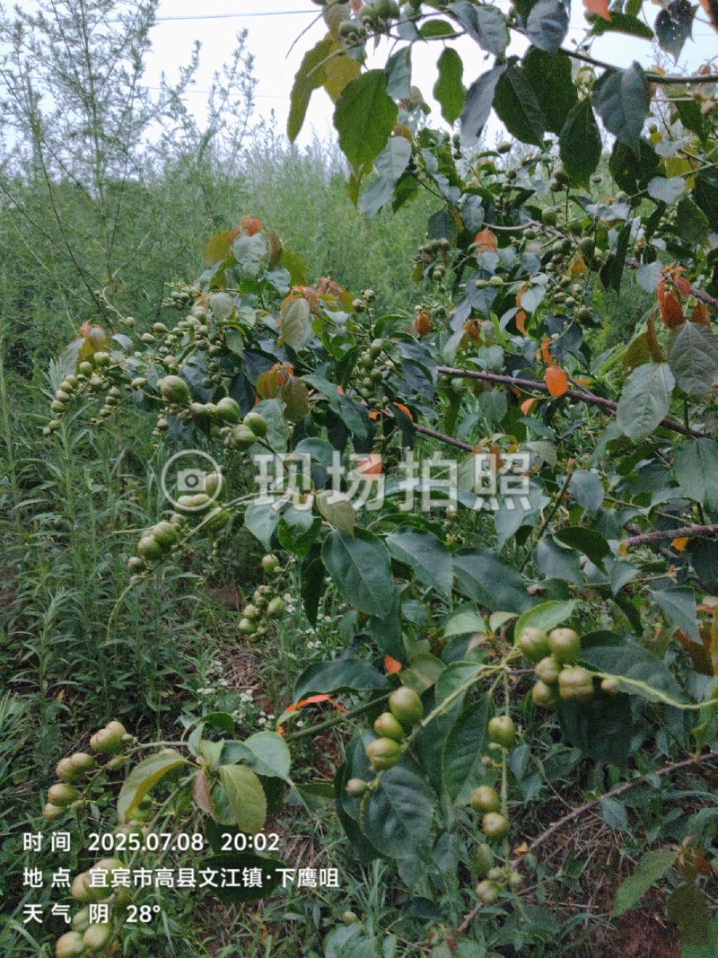 良种巴豆苗