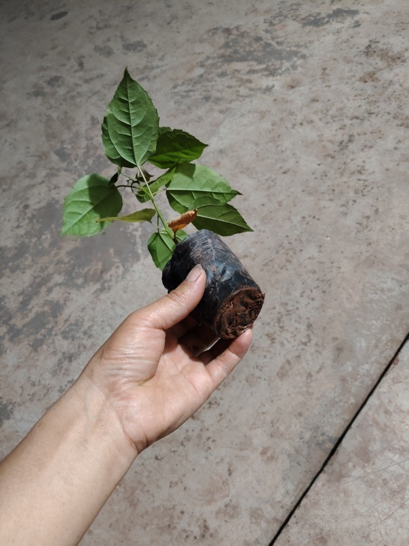 良种巴豆苗