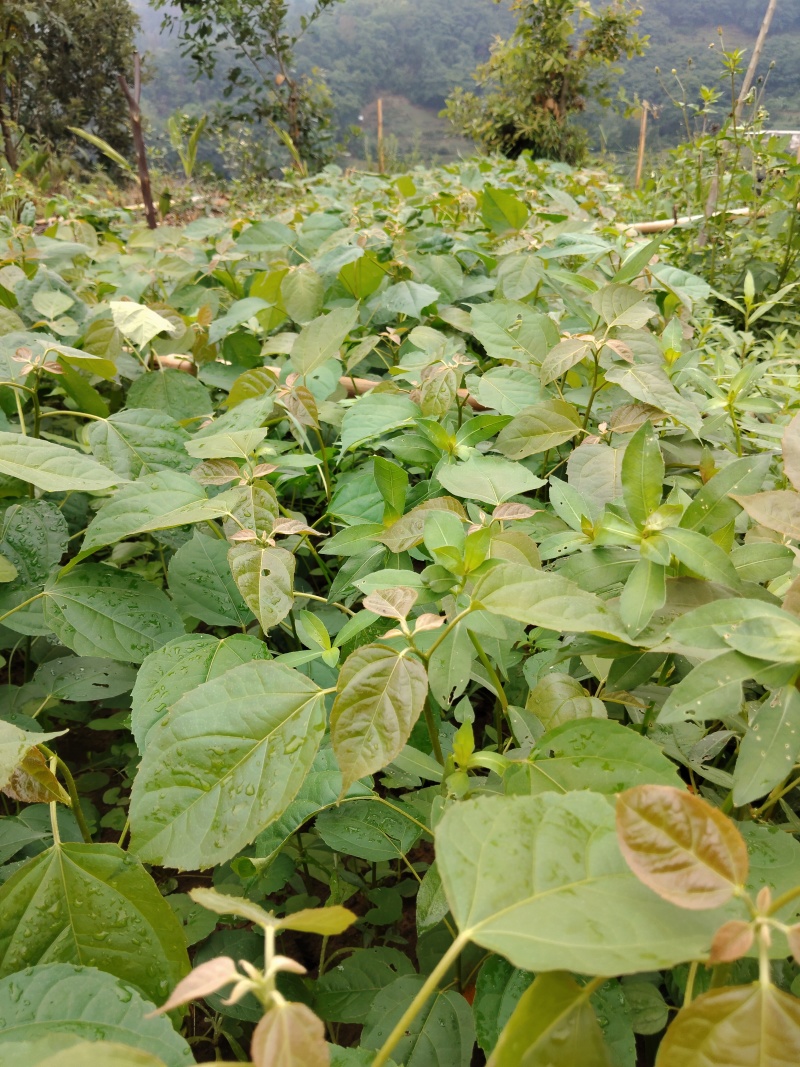 良种巴豆苗