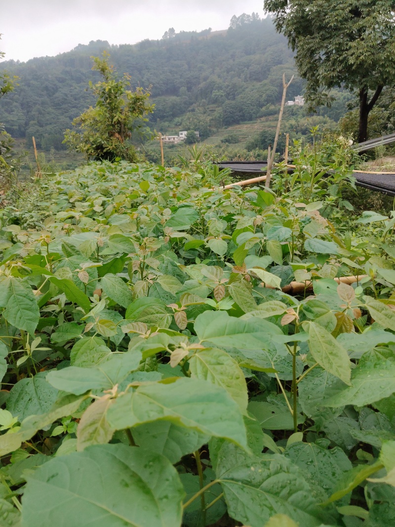 良种巴豆苗