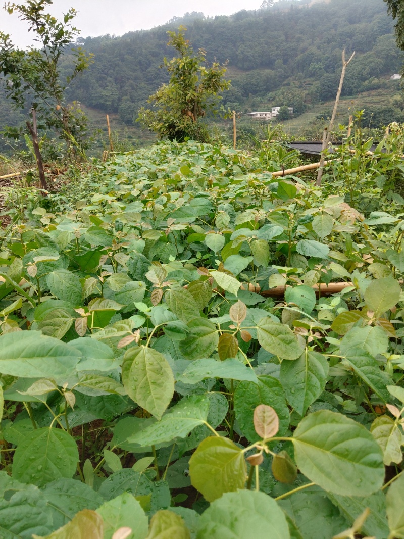 良种巴豆苗