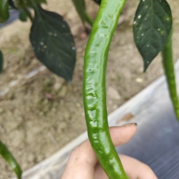 自种二荆条鲜辣椒