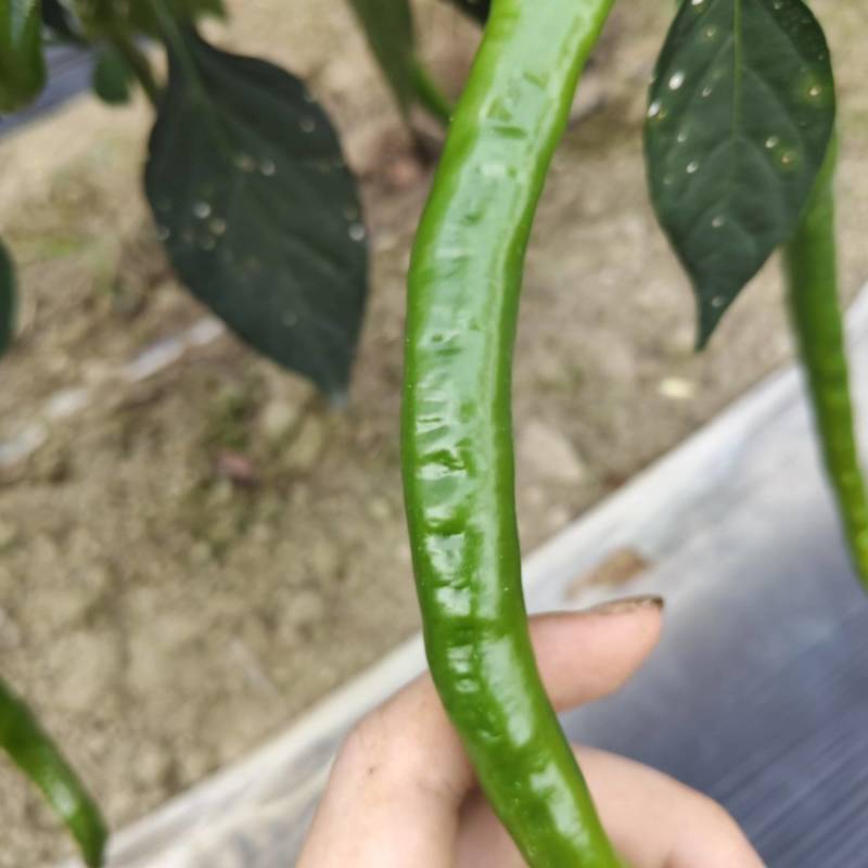 自种二荆条鲜辣椒