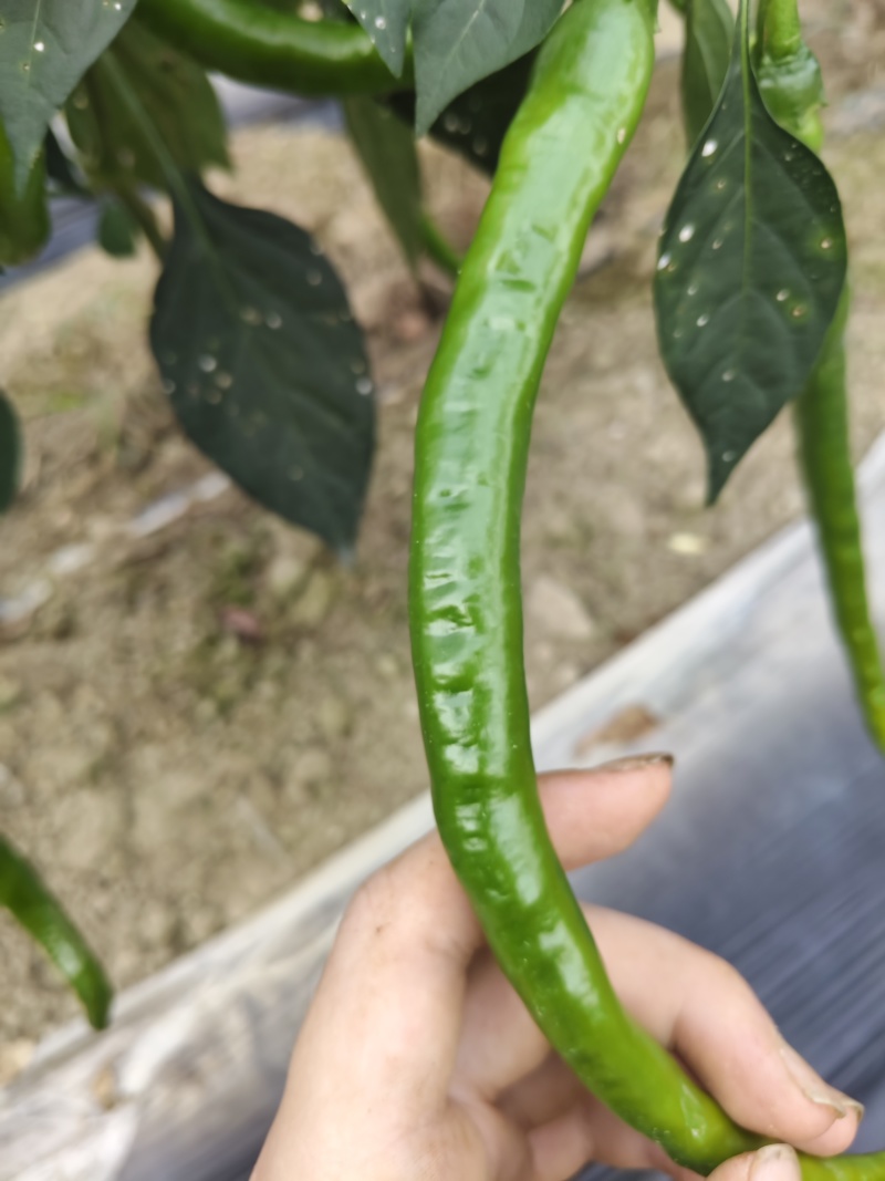 自种二荆条鲜辣椒
