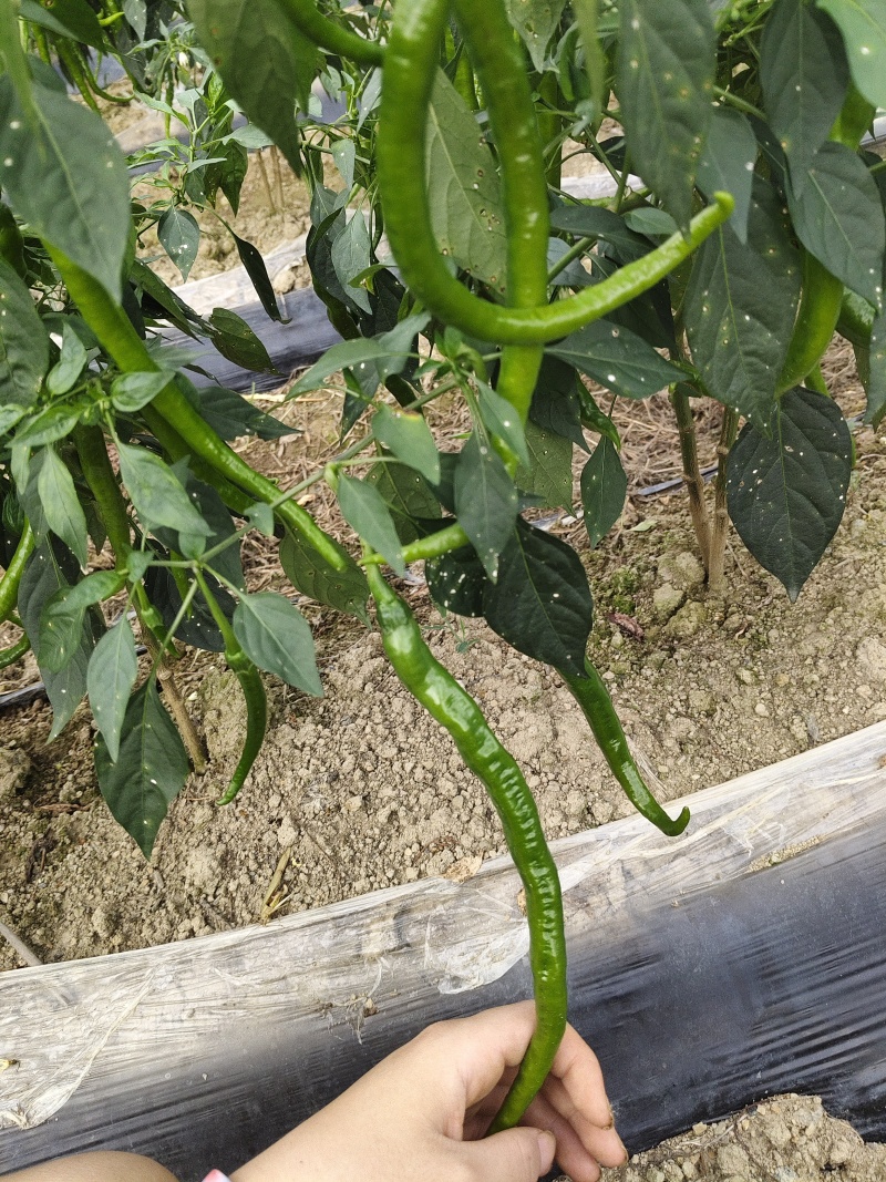 自种二荆条鲜辣椒