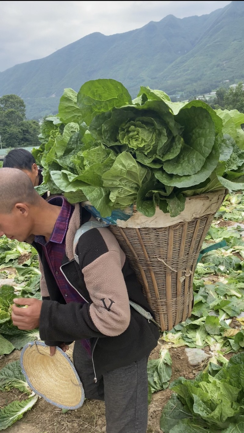 高山大白菜货好量大长期供应欢迎新老顾客光临～