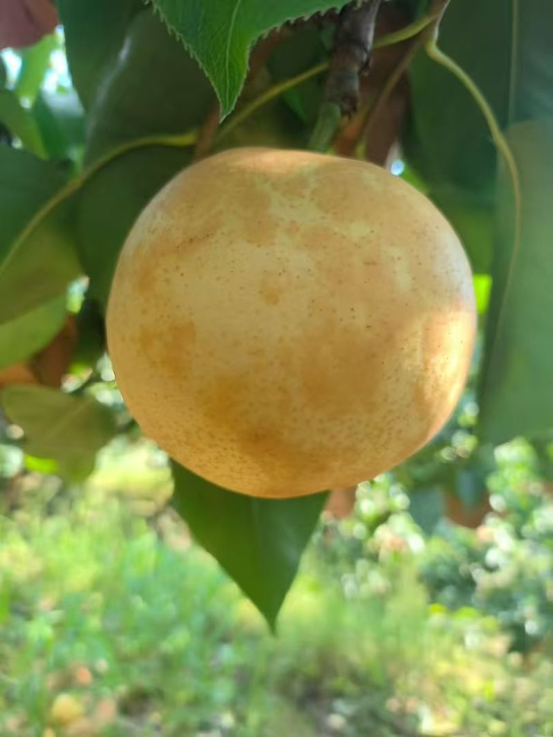 正宗连州水晶梨