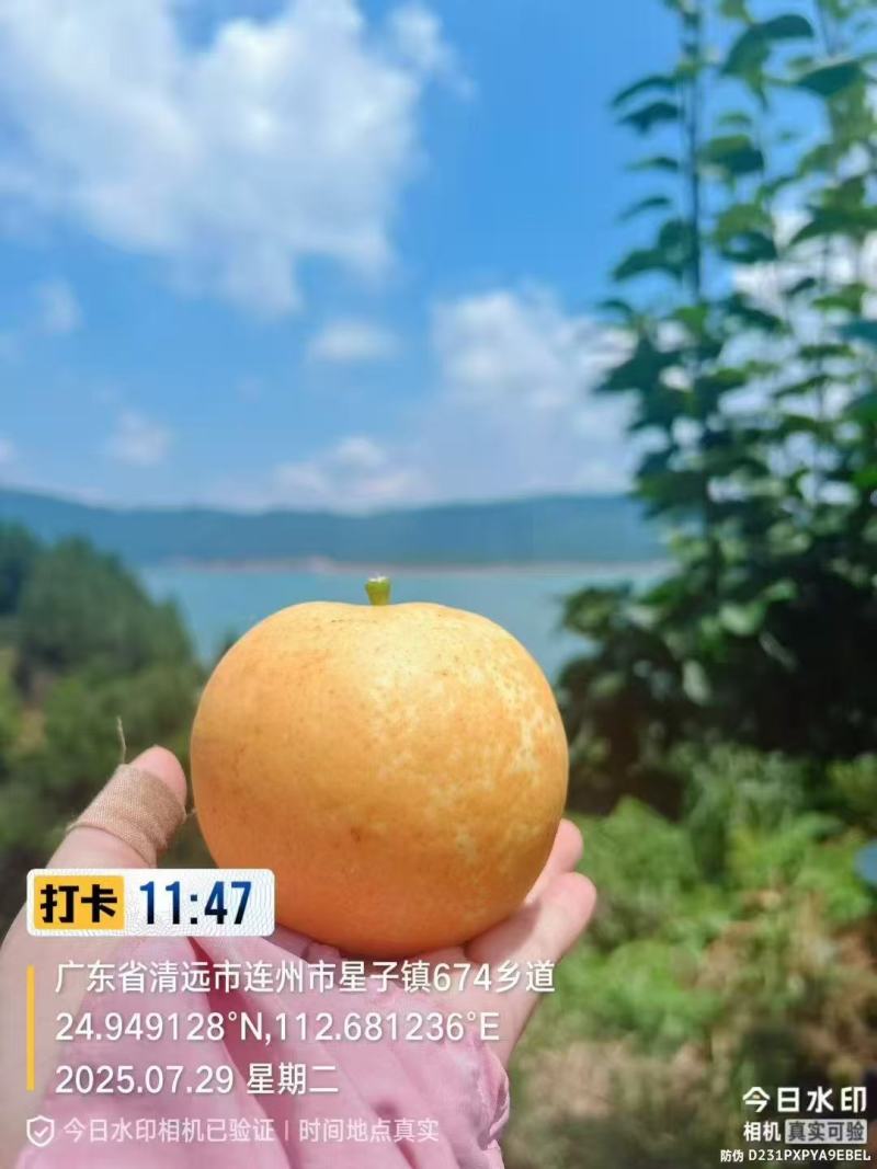 正宗连州水晶梨
