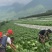 高山大白菜货好量大长期供应欢迎新老顾客光临～
