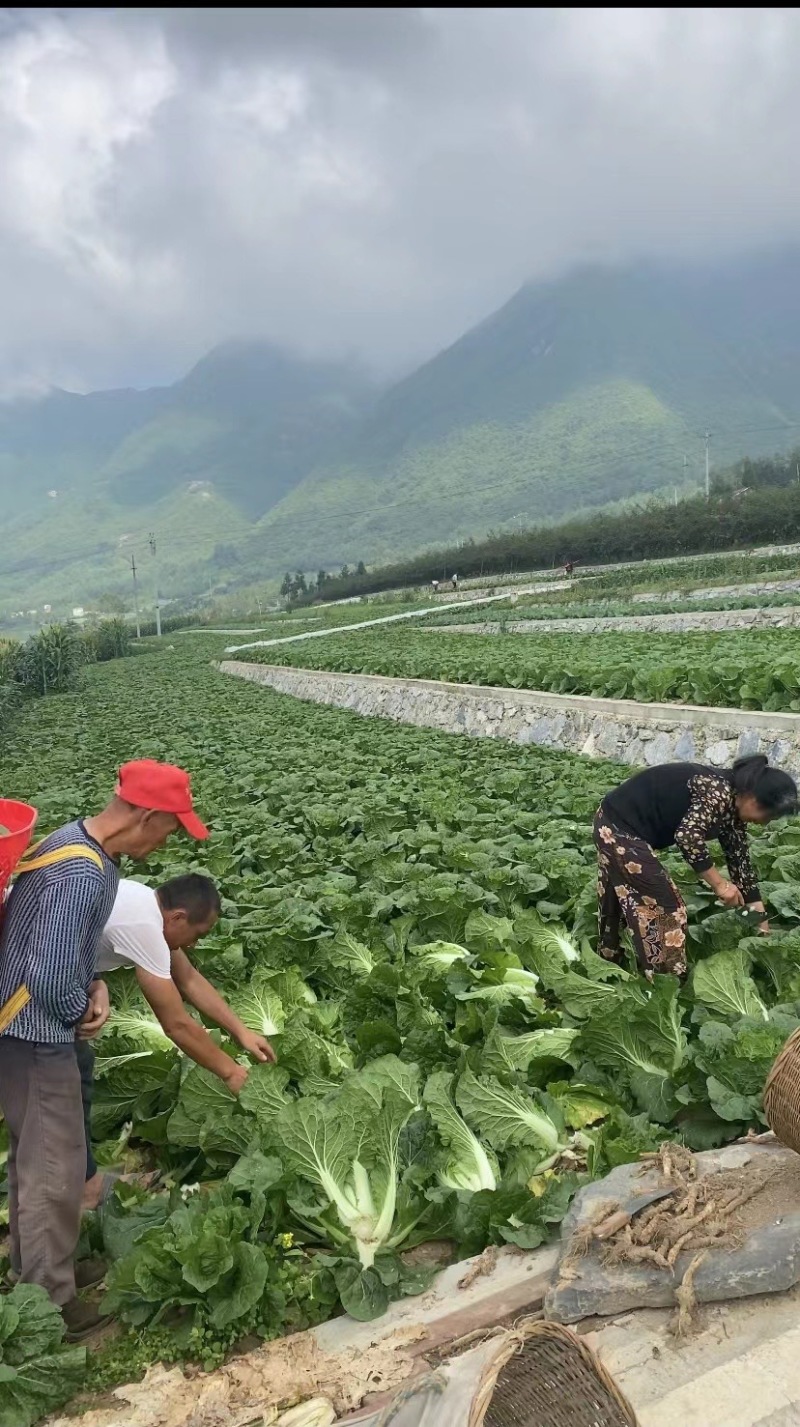 高山大白菜货好量大长期供应欢迎新老顾客光临～