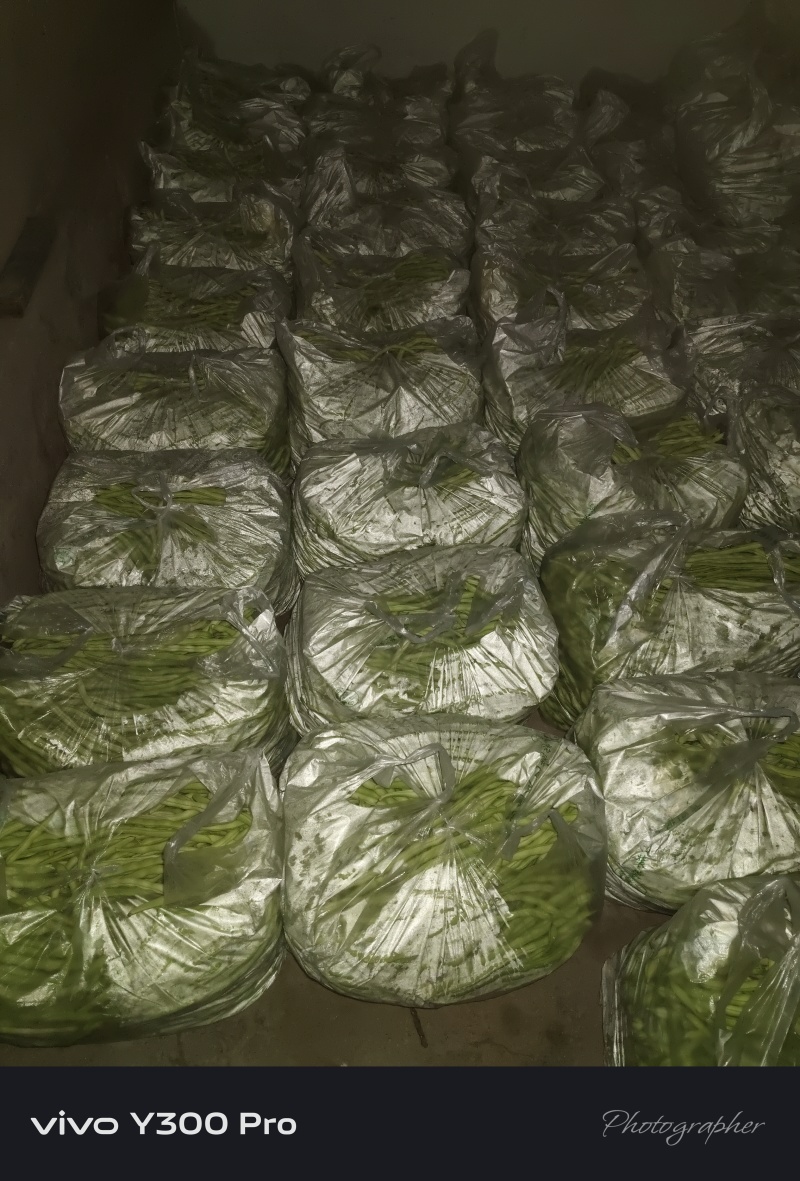 出售白不老绿条