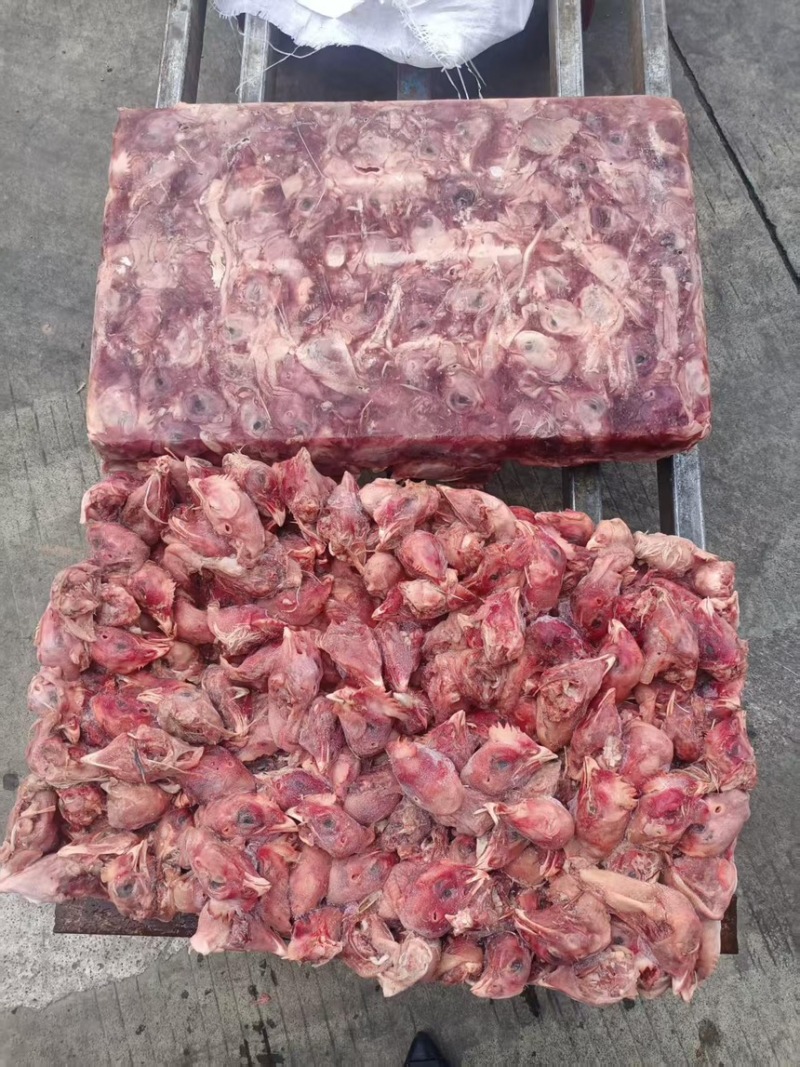 肉鸡鸡头