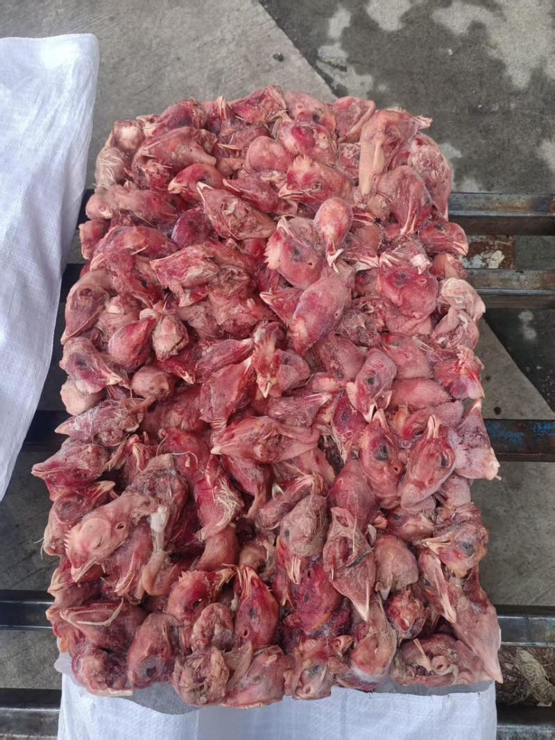 肉鸡鸡头